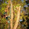 Jake trimming tree.