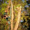 Jake trimming tree.