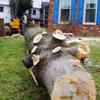 Tree taken down next to house.